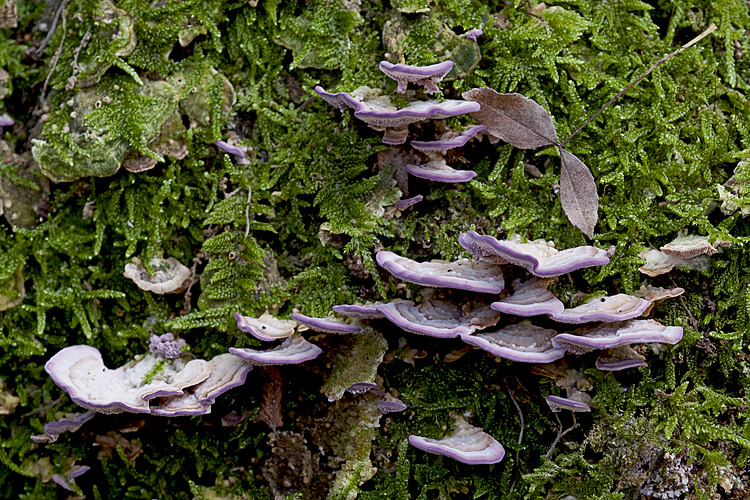 Tentativo di determinazione (Trichaptum biforme)